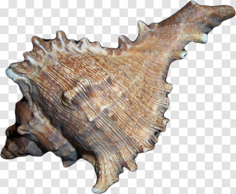 Seashell Drawing Conchology Sea Snail - Shells Transparent PNG