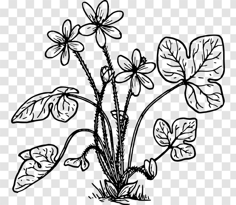 Anemone Hepatica Coloring Book Clip Art - Green - Hawthorn Tree Transparent PNG