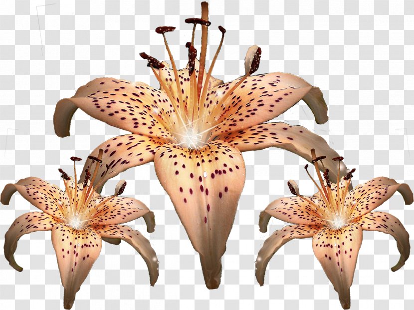 Flower Painting Lilium Transparent PNG