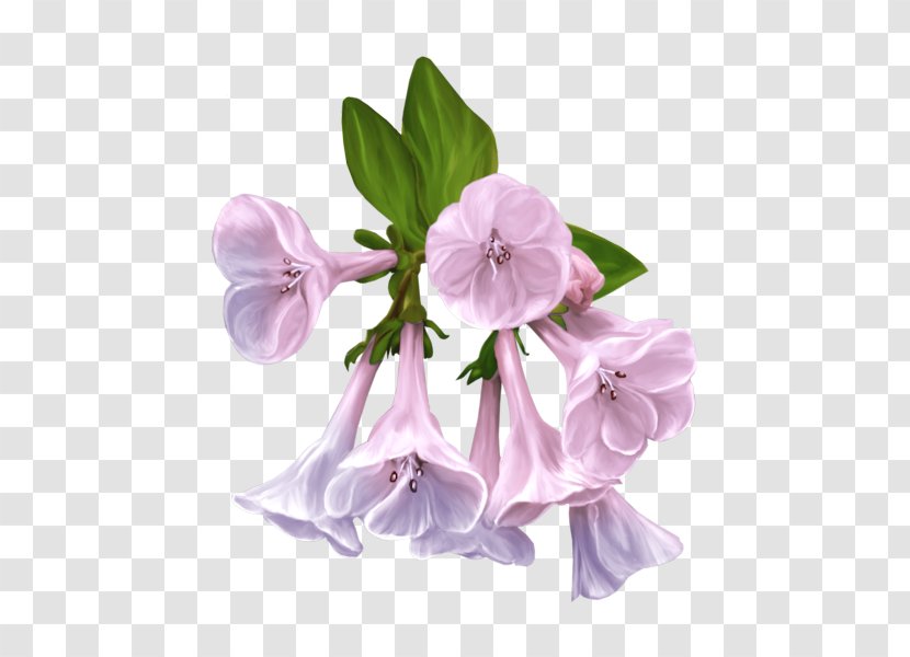Flower Meteorology 0 - January - May Transparent PNG