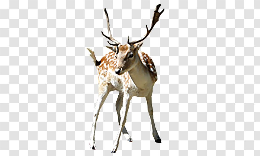 Deer Clip Art - Pict Transparent PNG