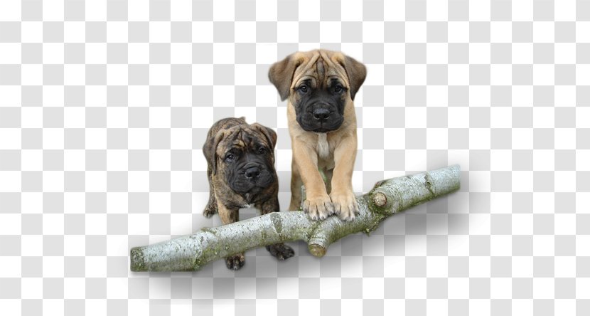 Dog Breed Bullmastiff Boerboel Black Mouth Cur Puppy Transparent PNG