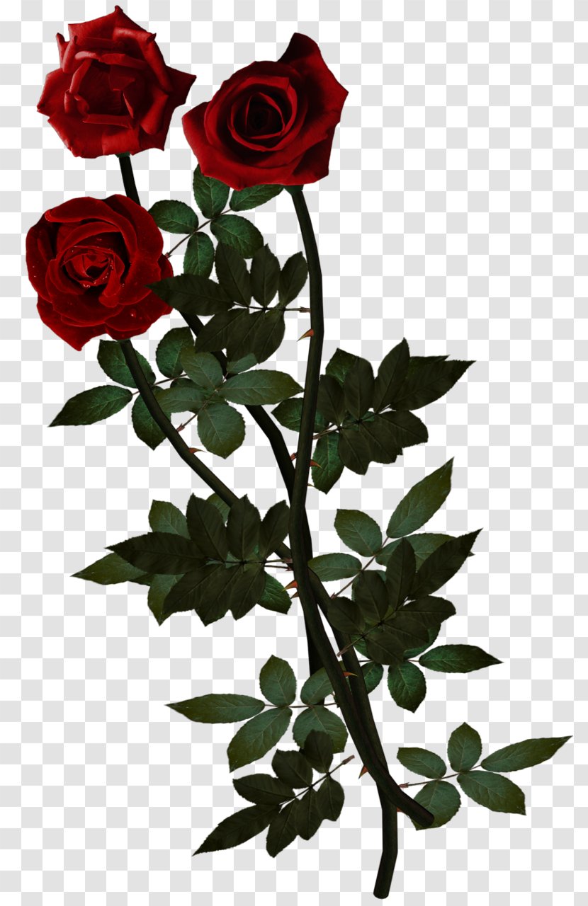 Rose Cut Flowers Clip Art - Family Transparent PNG