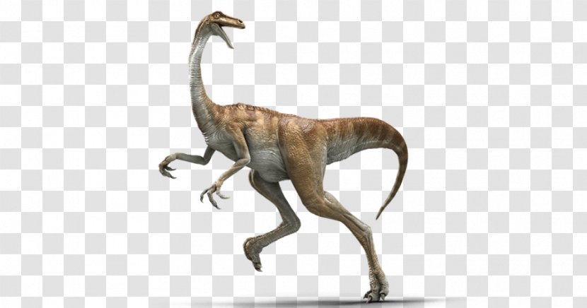 Gallimimus Baryonyx Velociraptor Parasaurolophus Ankylosaurus - Terrestrial Animal - Jurassic Park Transparent PNG