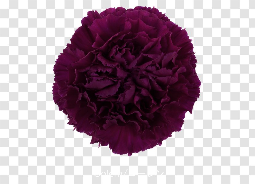 Growing Carnations Cut Flowers Pink - CARNATION Transparent PNG