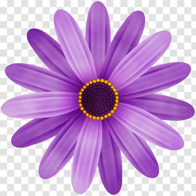 Daisy - Petal - Flowering Plant Transparent PNG