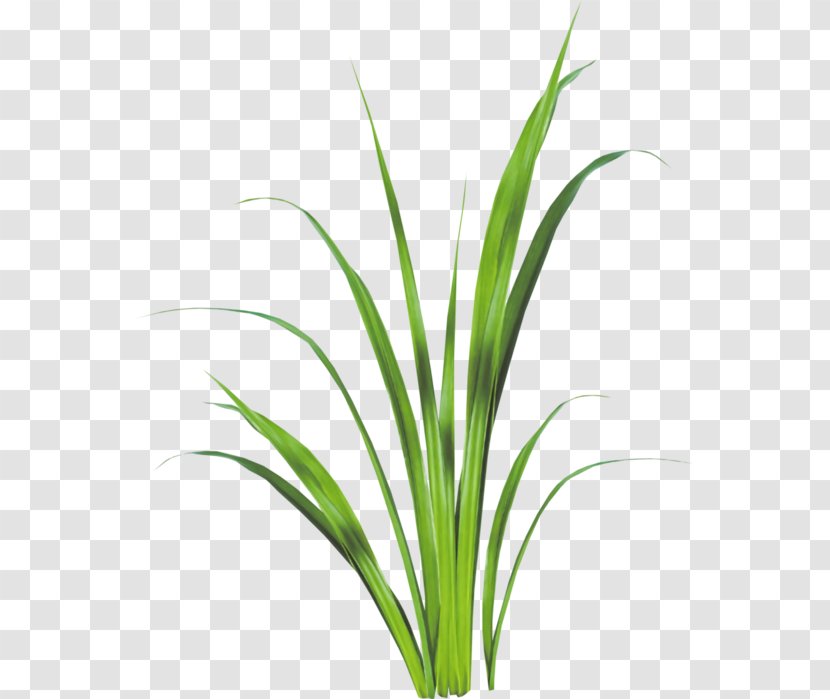 Sweet Grass Lemongrass Plant Stem Leaf Aquarium - Blades Transparent PNG