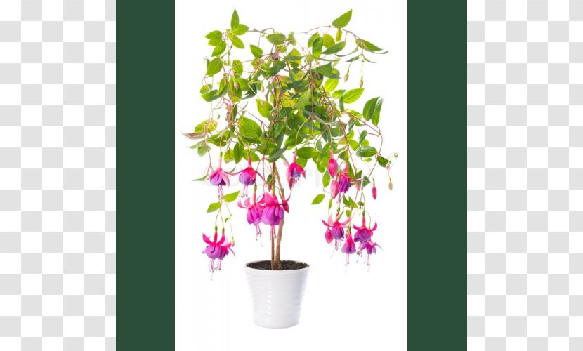 Houseplant Flowerpot Crock - Plant Stem - Flower Transparent PNG