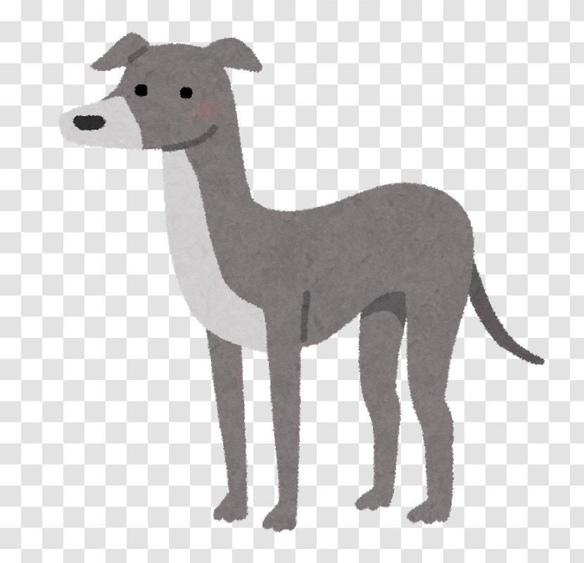 Italian Greyhound Whippet Spanish Sloughi Transparent PNG