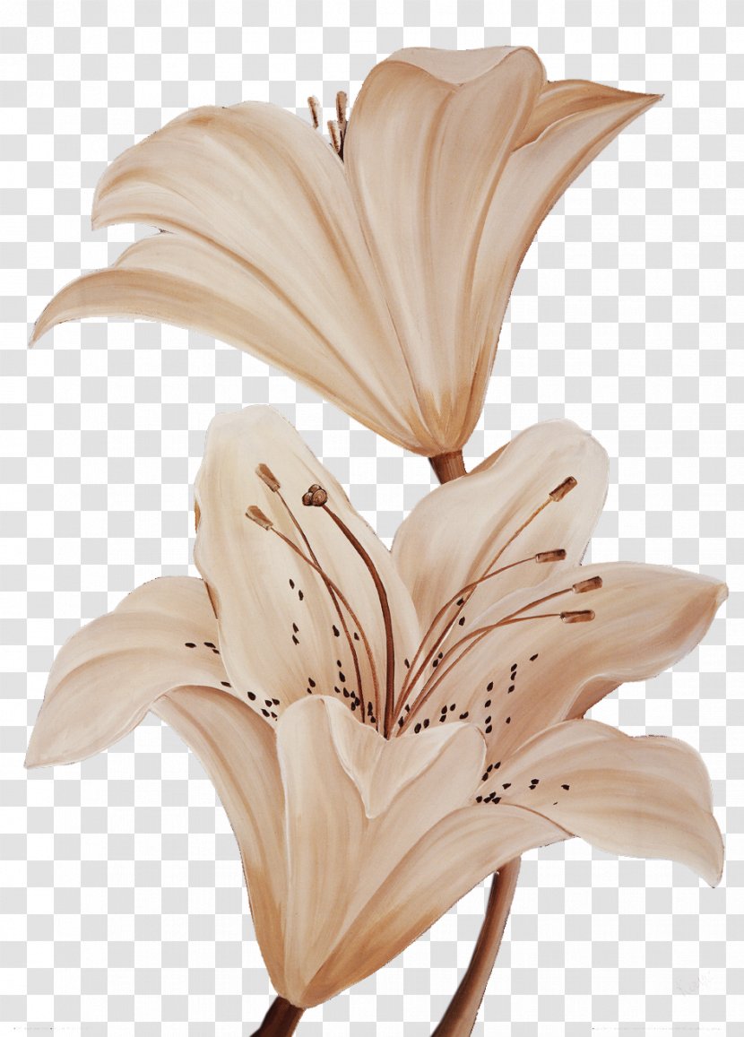Light Petal Color Lilium - Light-colored Lily Flower Transparent PNG