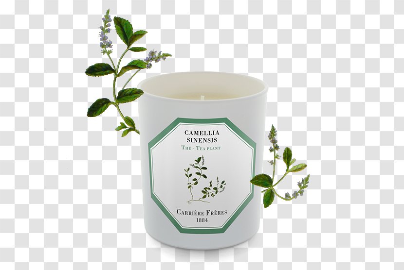 Tuberose Candle Perfume Wax Odor - Polianthes Transparent PNG