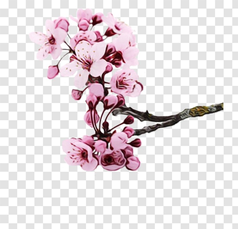 Cherry Blossom - Flower - Spring Petal Transparent PNG