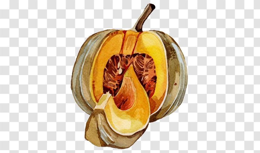 Cocktail Pumpkin Calabaza Squash Illustration - Illustrator Transparent PNG