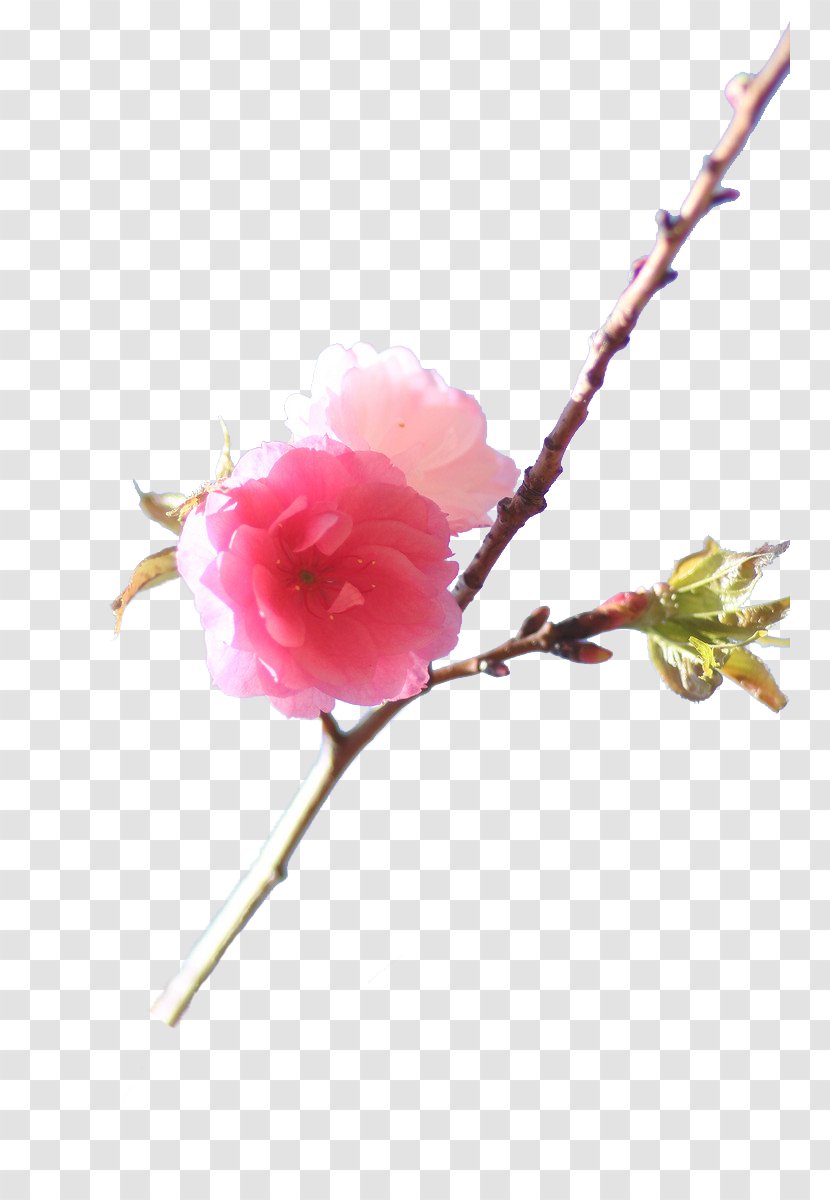 Cherry Blossom Branch - Twig - Pink Branches Transparent PNG
