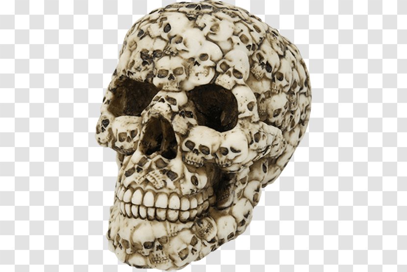 Skull Human Skeleton Bone Tooth Transparent PNG