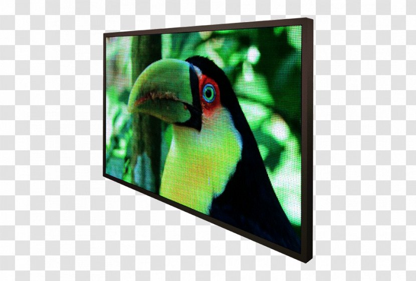 Display Device Macaw Frog LED Information - System Transparent PNG