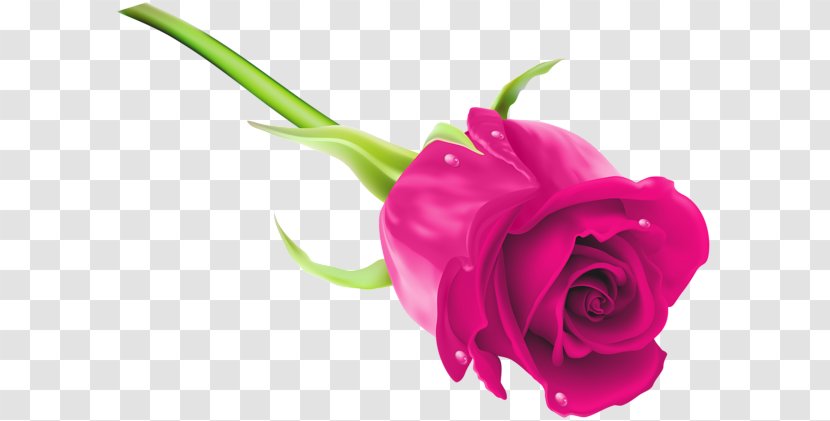 Blue Rose Desktop Wallpaper Clip Art - Garden Roses Transparent PNG