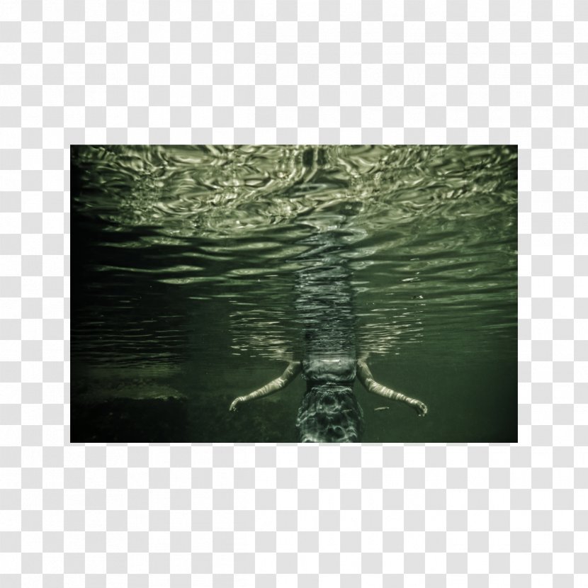 Water Resources Fauna Organism Stock Photography - Fragile Transparent PNG