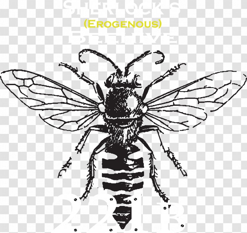 Bee Clip Art Drawing Line Vector Graphics - Fly Transparent PNG