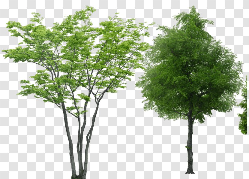 Tree Rendering - Woody Plant Transparent PNG
