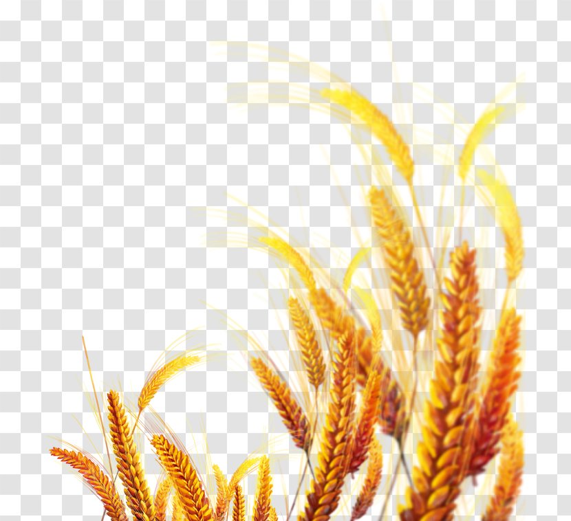 Emmer Yellow Gold - Commodity - Creative Wheat Transparent PNG