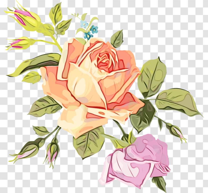 Garden Roses - Bouquet - Watercolor Paint Plant Stem Transparent PNG