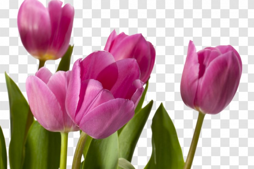 Tulip Flower Desktop Wallpaper Photography Floral Design - Lily Family Transparent PNG
