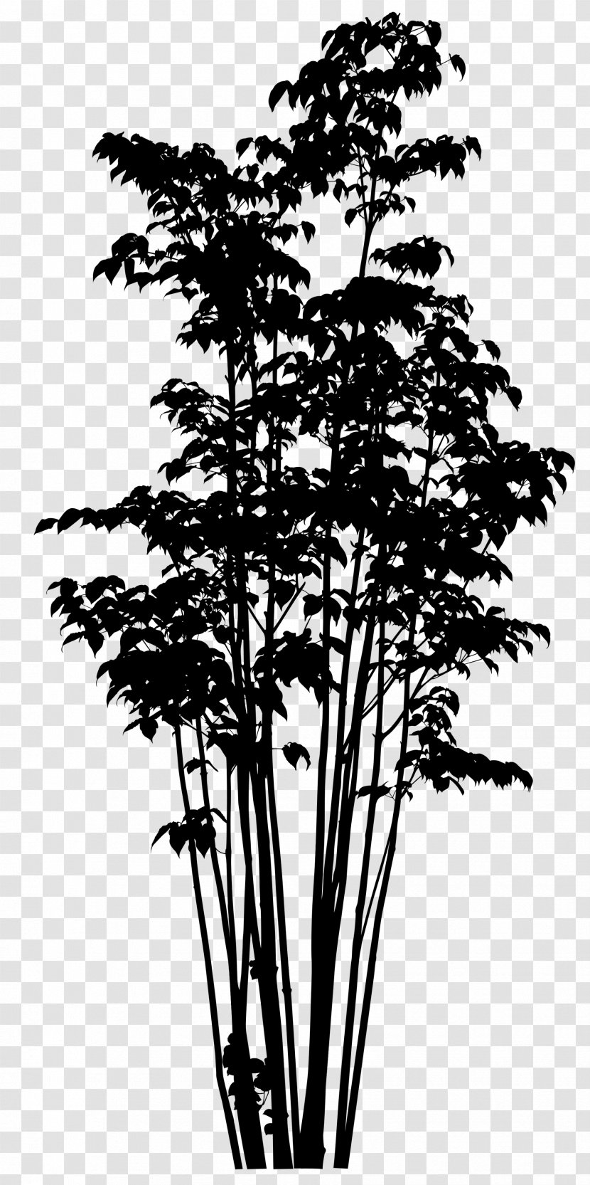Twig Pine Plant Stem Silhouette Plants - Vascular - Trunk Transparent PNG