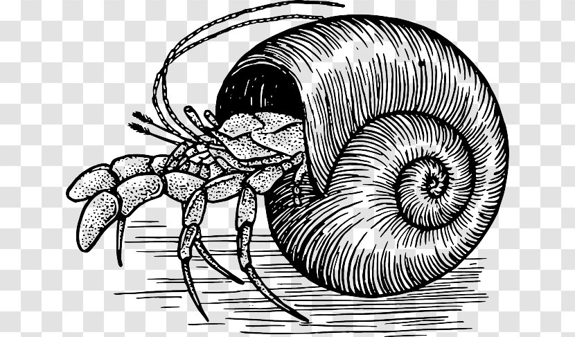 Hermit Crab Decapoda Clip Art - Sebastian Transparent PNG