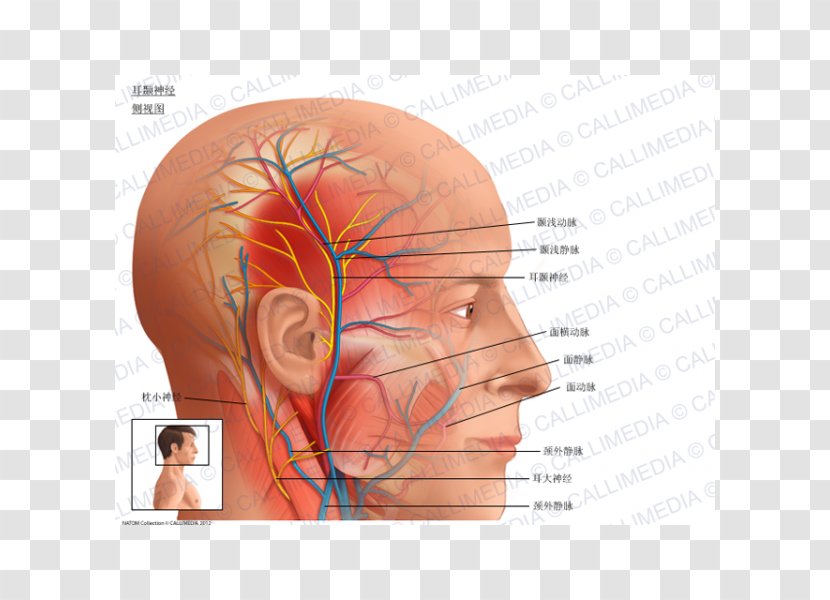 Auriculotemporal Nerve Superficial Temporal Artery Anatomy Middle Meningeal - Silhouette - Flower Transparent PNG