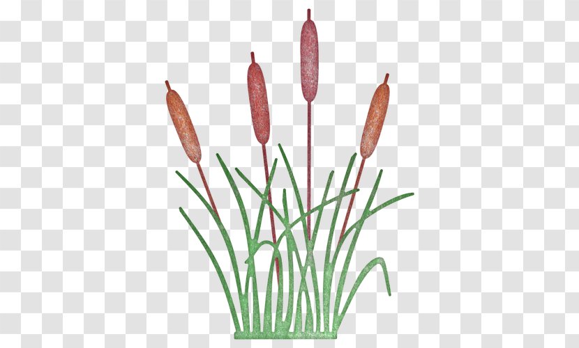 Cattail Cheery Lynn Designs Plant West Road Tulip - Reeds Transparent PNG