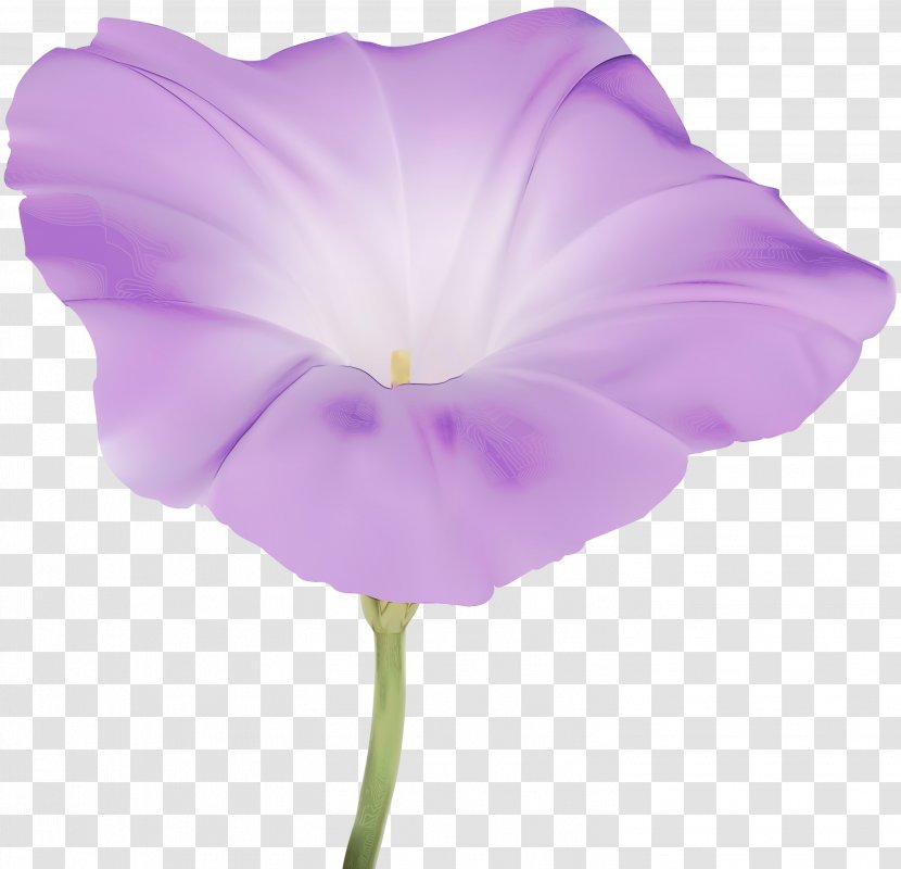 Pink Flower Cartoon - Plant - Geranium Wildflower Transparent PNG