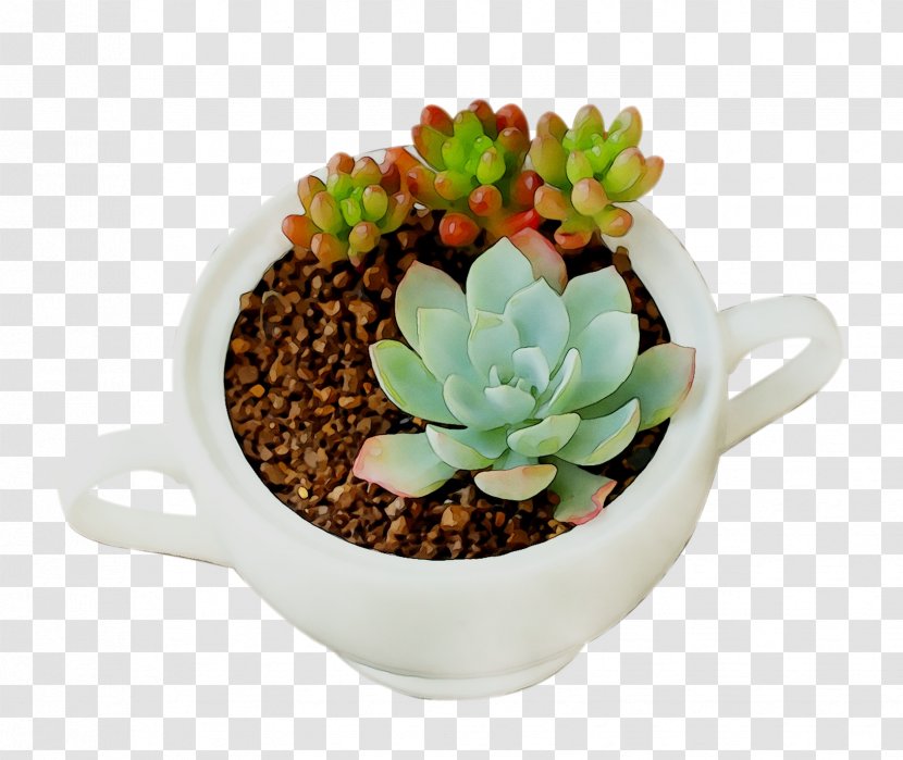 Houseplant Flowerpot - Succulent Plant Transparent PNG