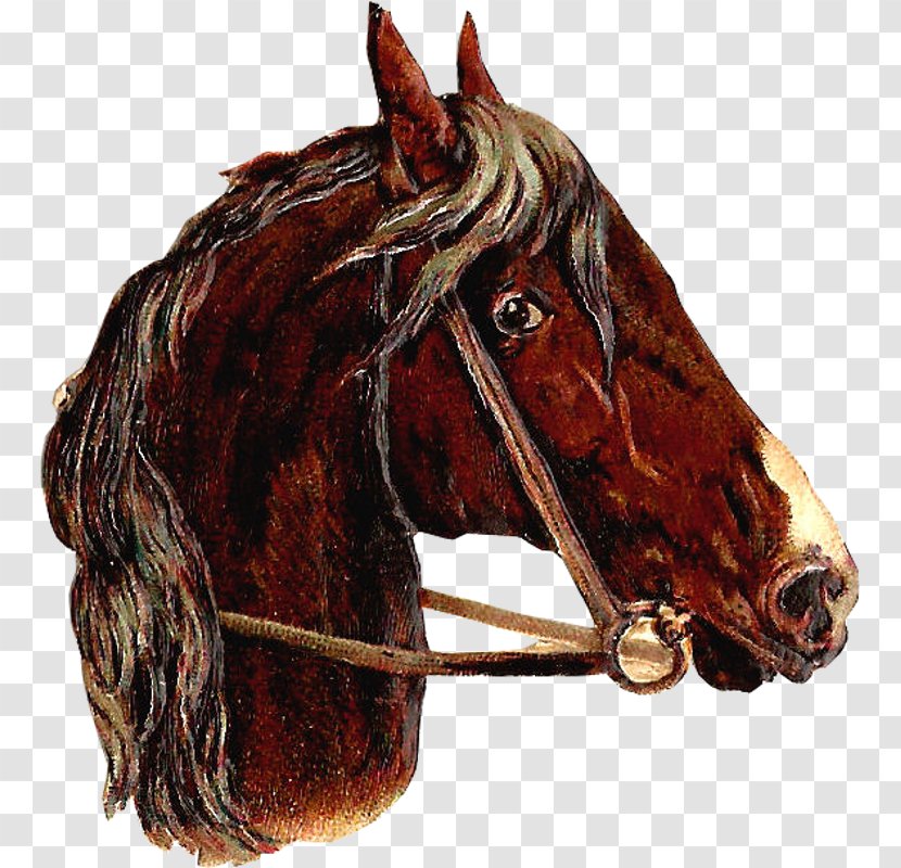 Halter Stallion Bridle Clip Art - Mustang - Pictures Of Horses Heads Transparent PNG