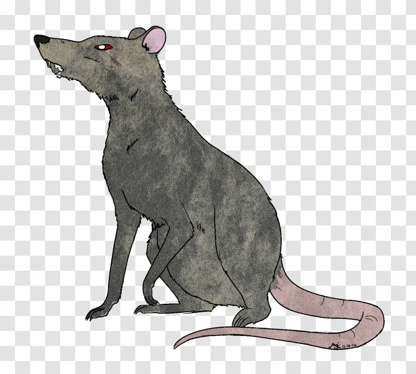 Rat Rodent Mammal Fauna Canidae - Carnivoran Transparent PNG