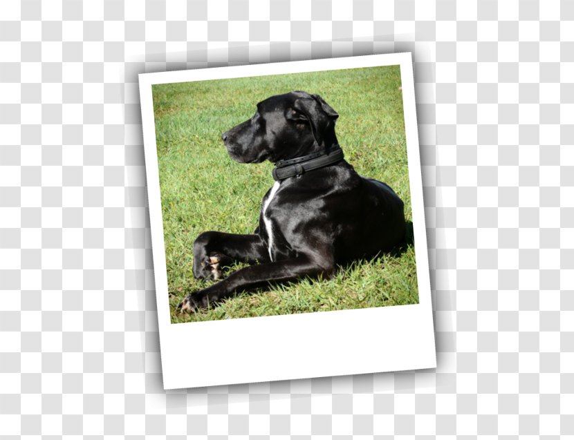 Labrador Retriever Puppy Dog Breed Obedience Training Transparent PNG