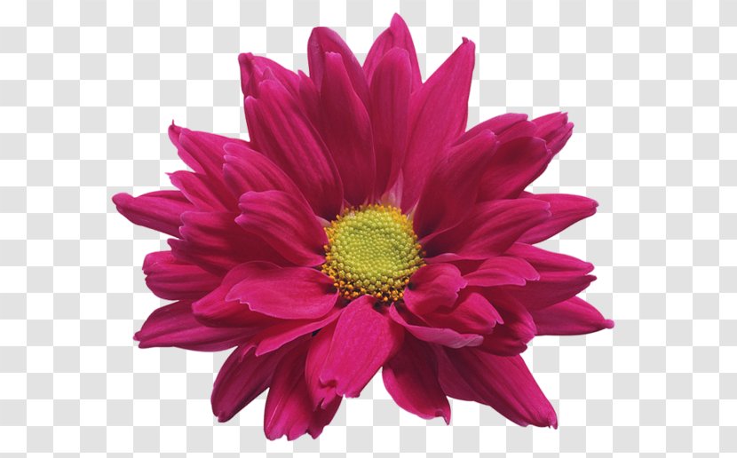 Cut Flowers Chrysanthemum ×grandiflorum Clip Art - Chrysanths - Pink And Gold Transparent PNG