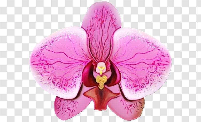 Pink Moth Orchid Petal Flower Violet - Flowering Plant Magenta Transparent PNG