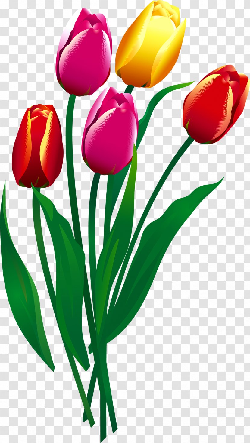 Tulip Flower - Lily Family Transparent PNG