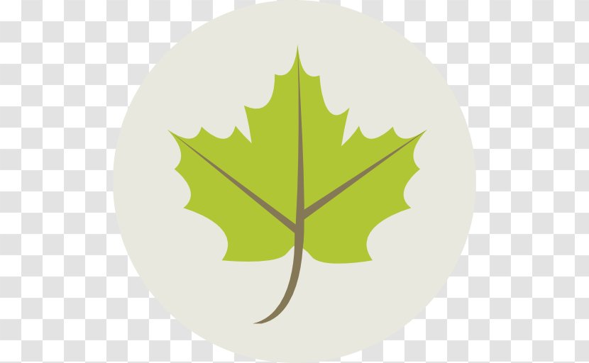 Maple Leaf Green - Tree Transparent PNG