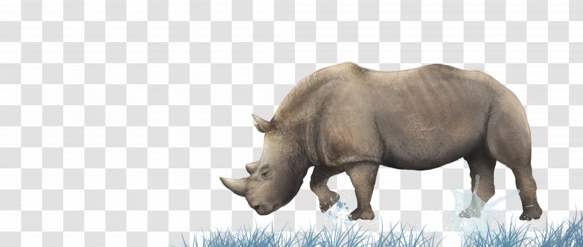 Rhinoceros Wall Horizontal Bar Pull-up Room - Grass - Tashui Rhino Transparent PNG