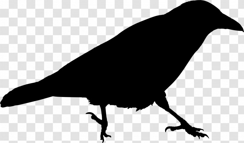 Clip Art American Crow Royalty-free Pigeons And Doves Image - Rook - Blackbird Transparent PNG