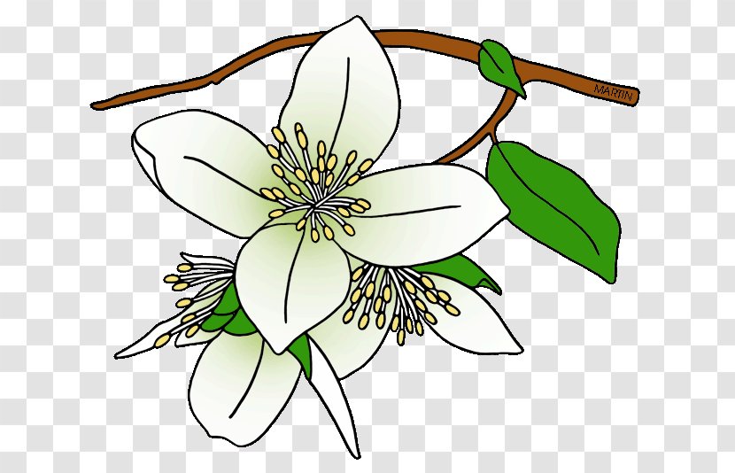 Syringa State Flower Drawing Clip Art - Home Page - Idaho Cliparts Transparent PNG