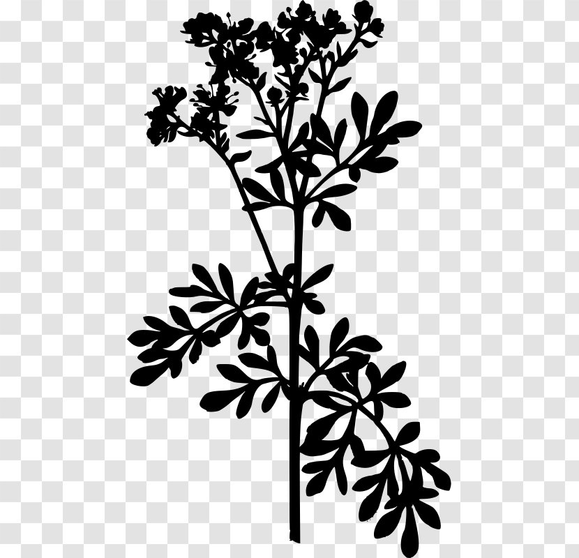 Common Rue Herb Medicinal Plants Food - Plant Transparent PNG