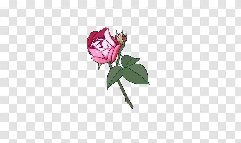 Garden Roses Beach Rose Cartoon Flower - Flora Transparent PNG