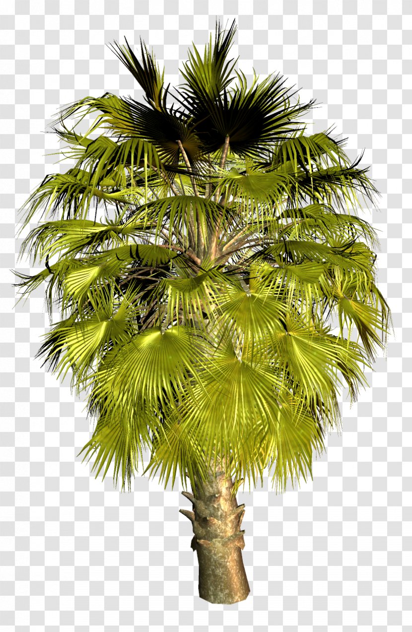 Asian Palmyra Palm Trees Image Coconut - Attalea Speciosa - Oil Palms Transparent PNG