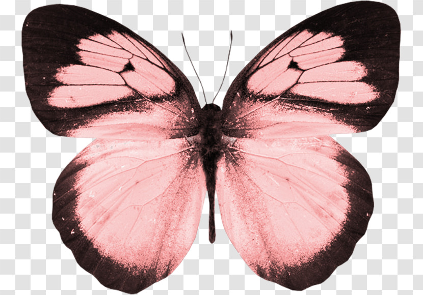 Moths And Butterflies Butterfly Insect Pollinator Pink Transparent PNG
