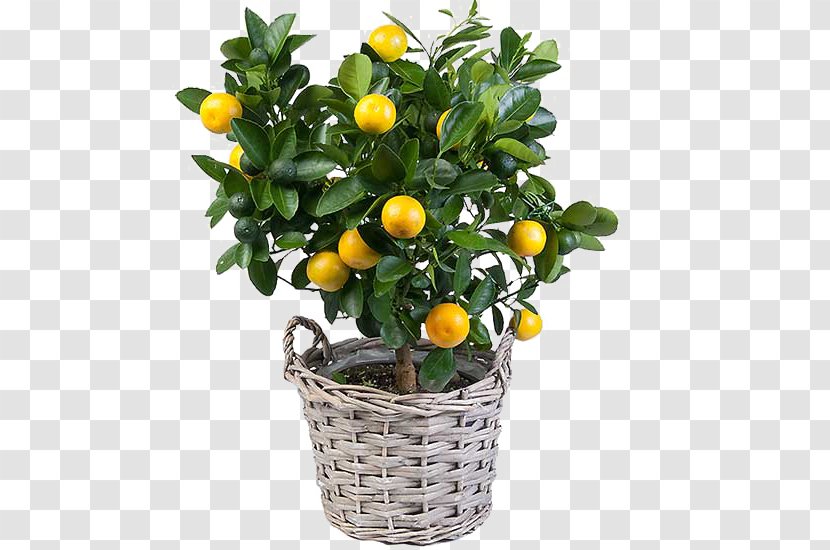 Treelet Crock Flowerpot Citrus Fruit Garden - Seed - Houseplant Transparent PNG