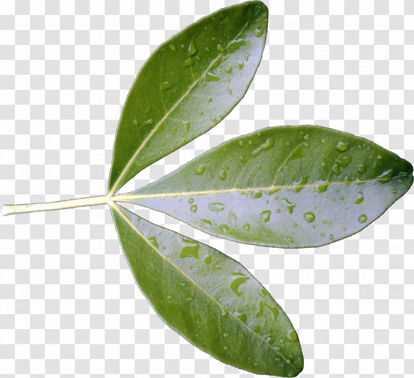 Leaf Texture Mapping Country Foods Plant Tree - Leaves Transparent PNG