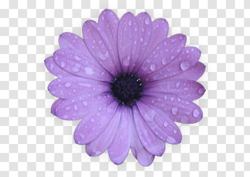 Desktop Wallpaper Common Daisy Photography Clip Art - Theme - Purple Flowers Transparent PNG